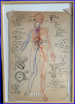 Original Anatomic Drawing Watercolor